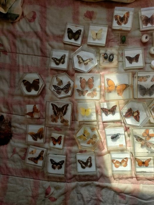 Coleção de borboletas