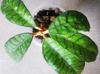 Hoya sp. Kalimantan IML 1168