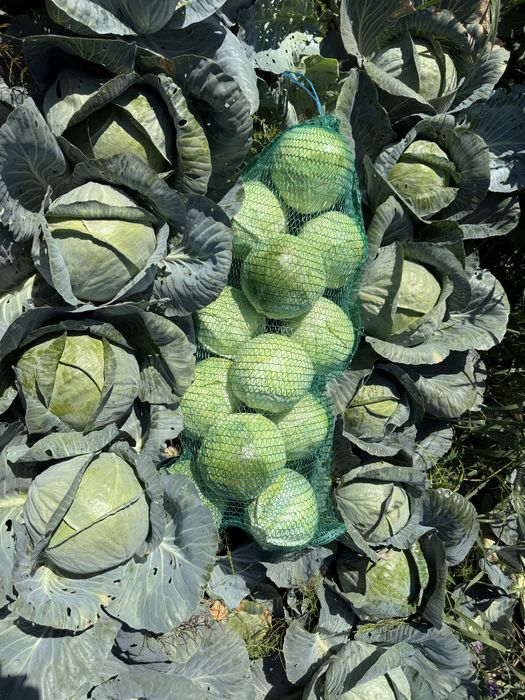 Продам Моркву , Капусту , Гарбуз