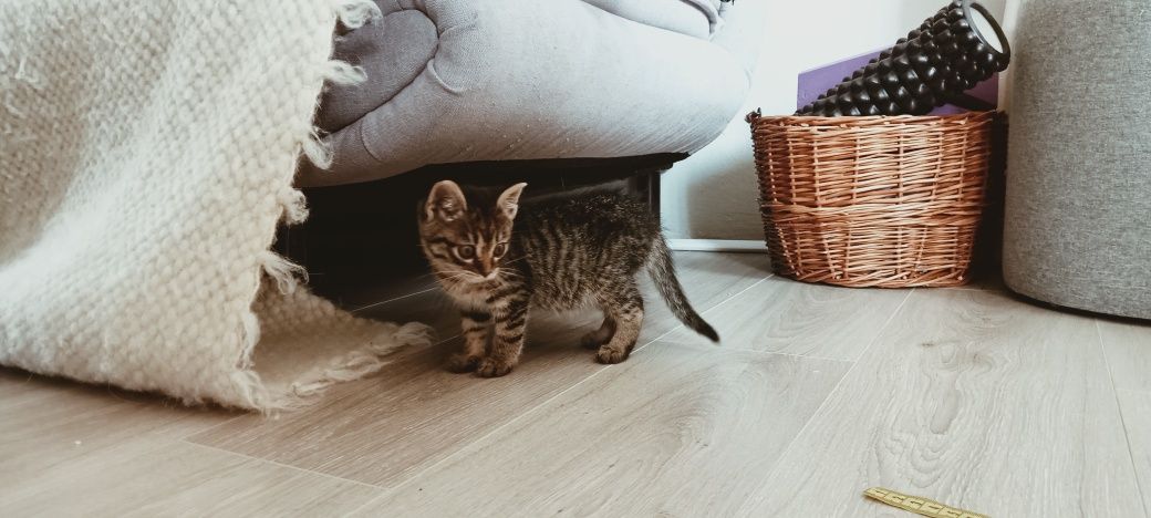 Подарую муркотливе кошеня, є відео