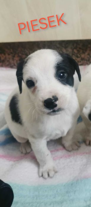 Pokochaj go!  Szukają domu.