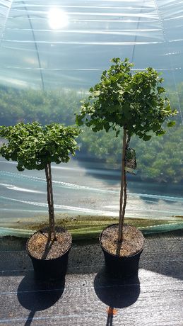 Miłorząb japoński Ginkgo Biloba krzewy ozdobne