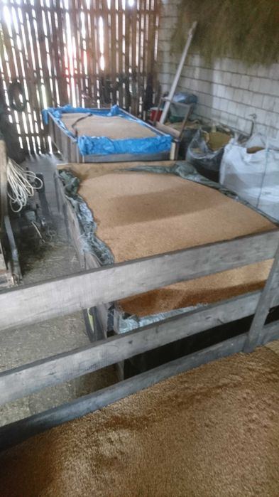 Pszenżyto i pszenica ozima