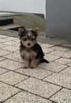 Suczka york terrier
