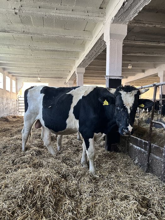 Byk rasy hf idelany na rozpłodnika
