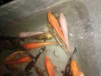 Karasie kolorowe , koi karpie , amury , jesiotry