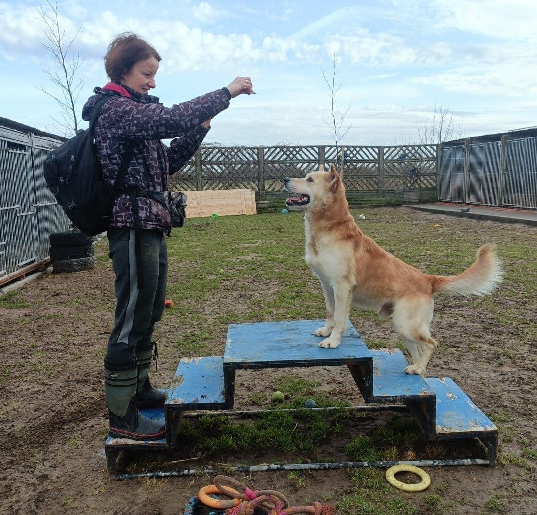 Goldie - psiak w typie goldena po przejściach:(