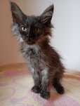 Maine coon kocur