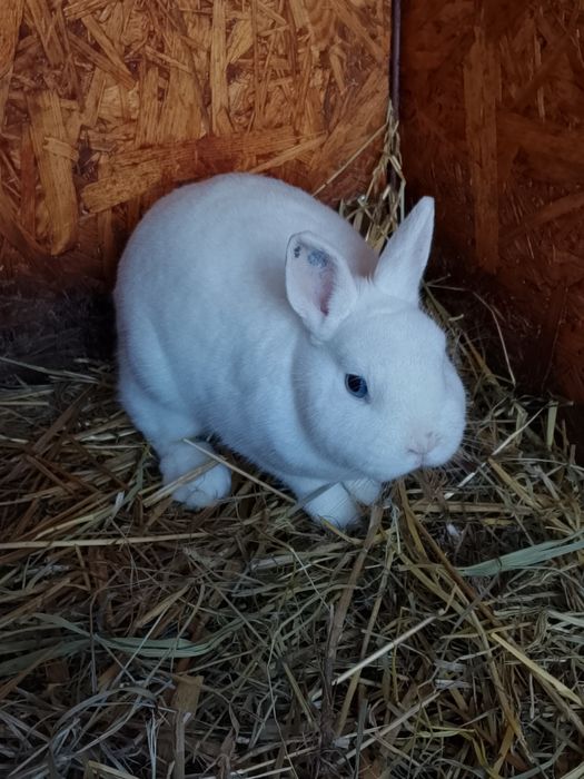 Witam sprzedam hermelinki samicę z 3 młodymi