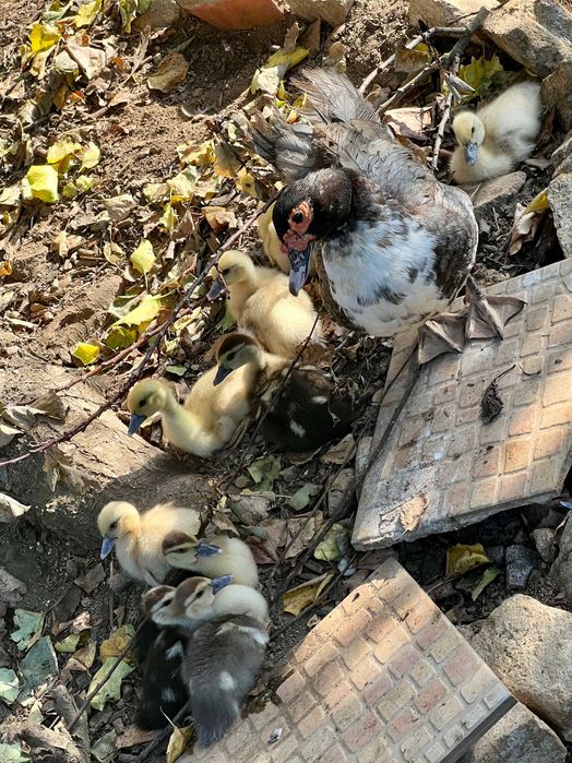 Patos - mudos bebés nascidos a 6 de setembro