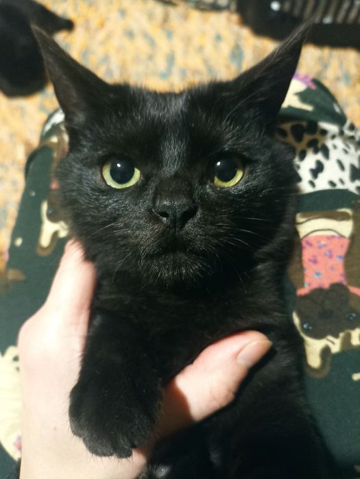 Котенок в поисках семьи