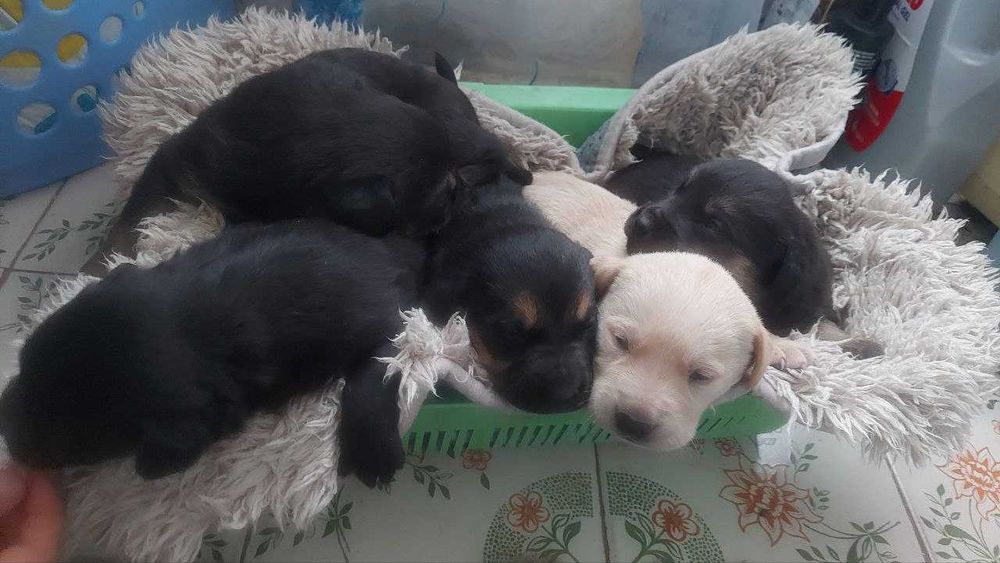 Кому потрібні цуценята?