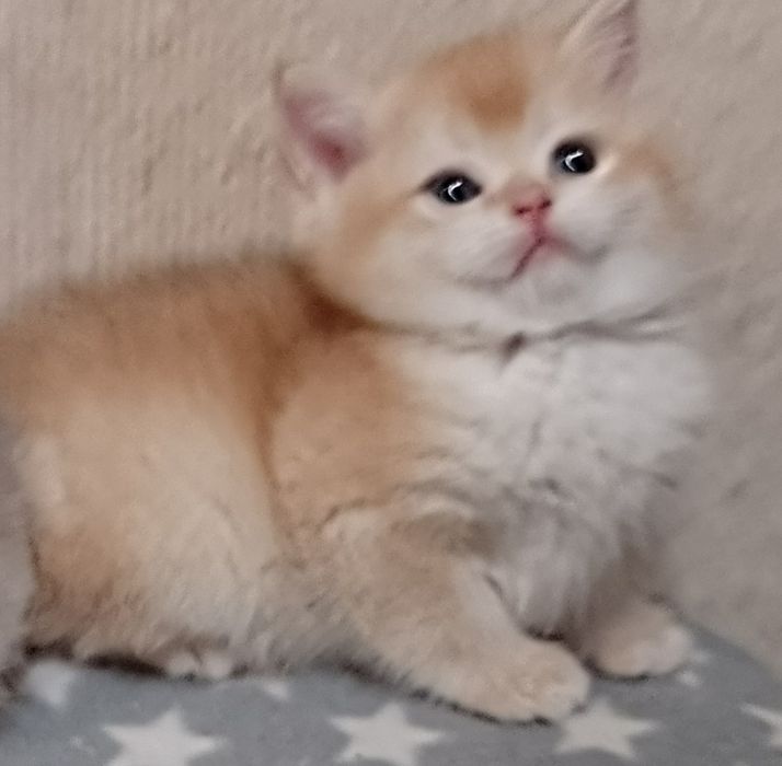 Do rezerwacji - rodowodowa koteczka brytyjska krótkowłosa czarno-zlota