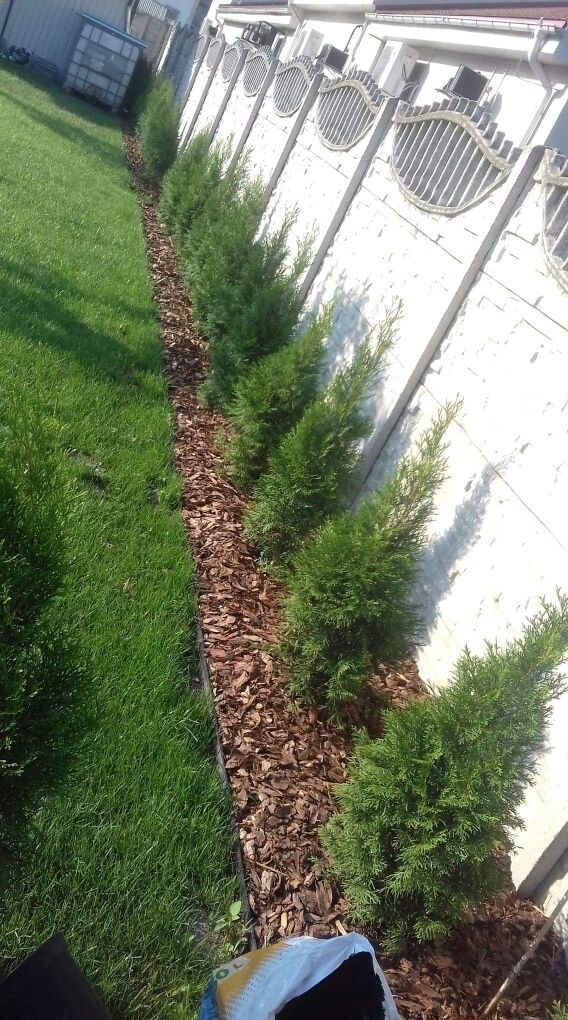 Tuja Szmaragd 120-130cm