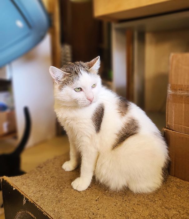 Ніжна кішечка Барбара шукає будинок, 2 роки, кішка, кіт