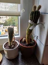 Kaktusy maczuga 45cm.