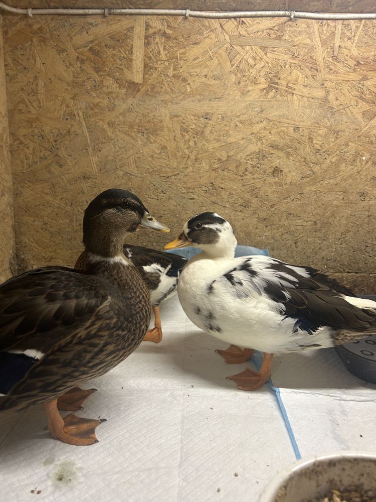 Call duck mandarynki