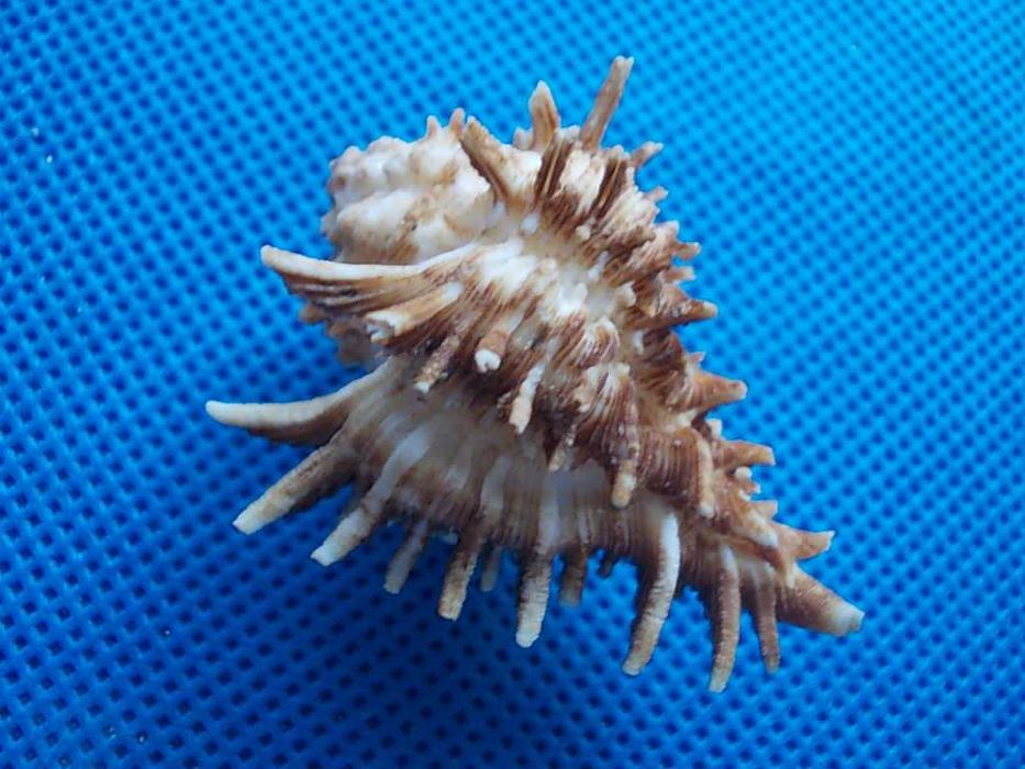 Muszle morskie- Homalocantha oxyacantha