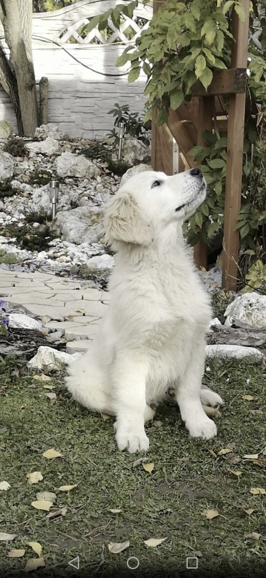 Golden Retriever sunia z Rodowodem i pełną dokumentacją