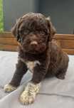 Bady piesek Lagotto Romagnolo