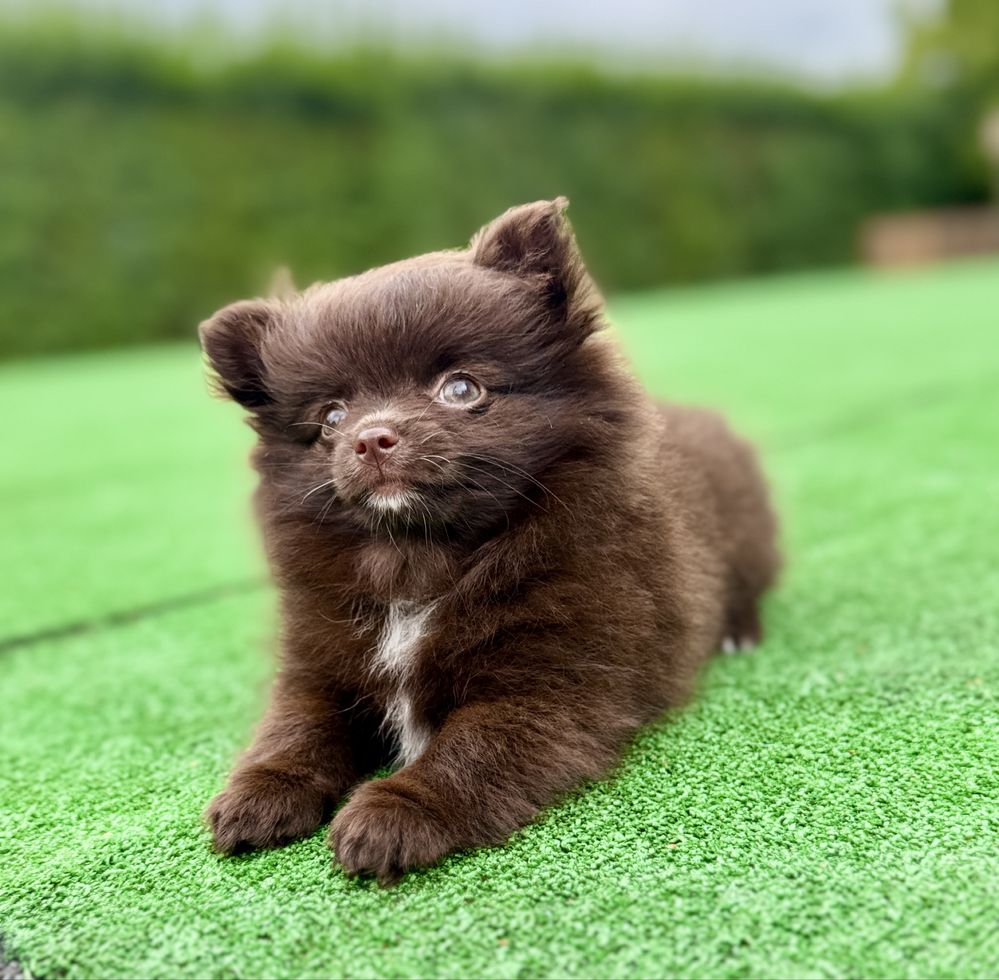 * Pomchi * czekoladowa,Chihuahua, szpic miniaturowy