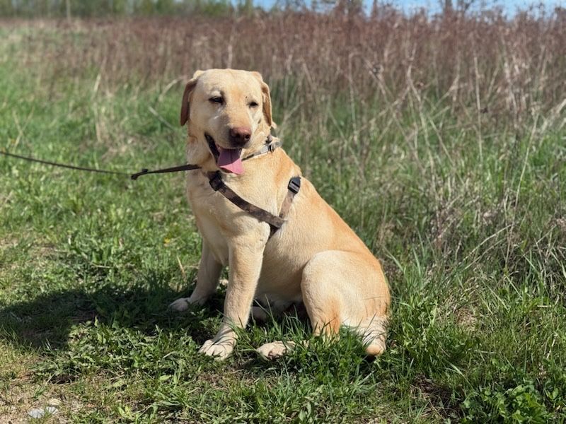 Labrador dorosła sunia