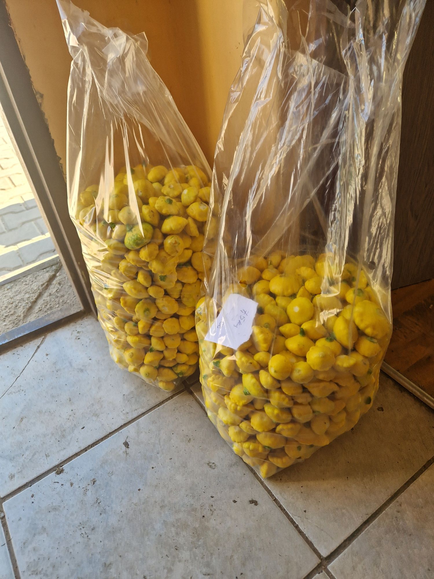 Patisony patisony świeże od rolnika