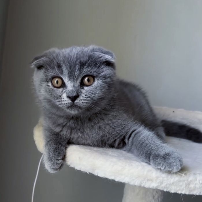 Котик хлопчик