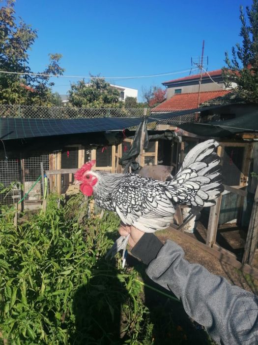 Garnizo sebrait prata puro