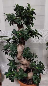 Fikus ginseng bonsai ficus bonsai