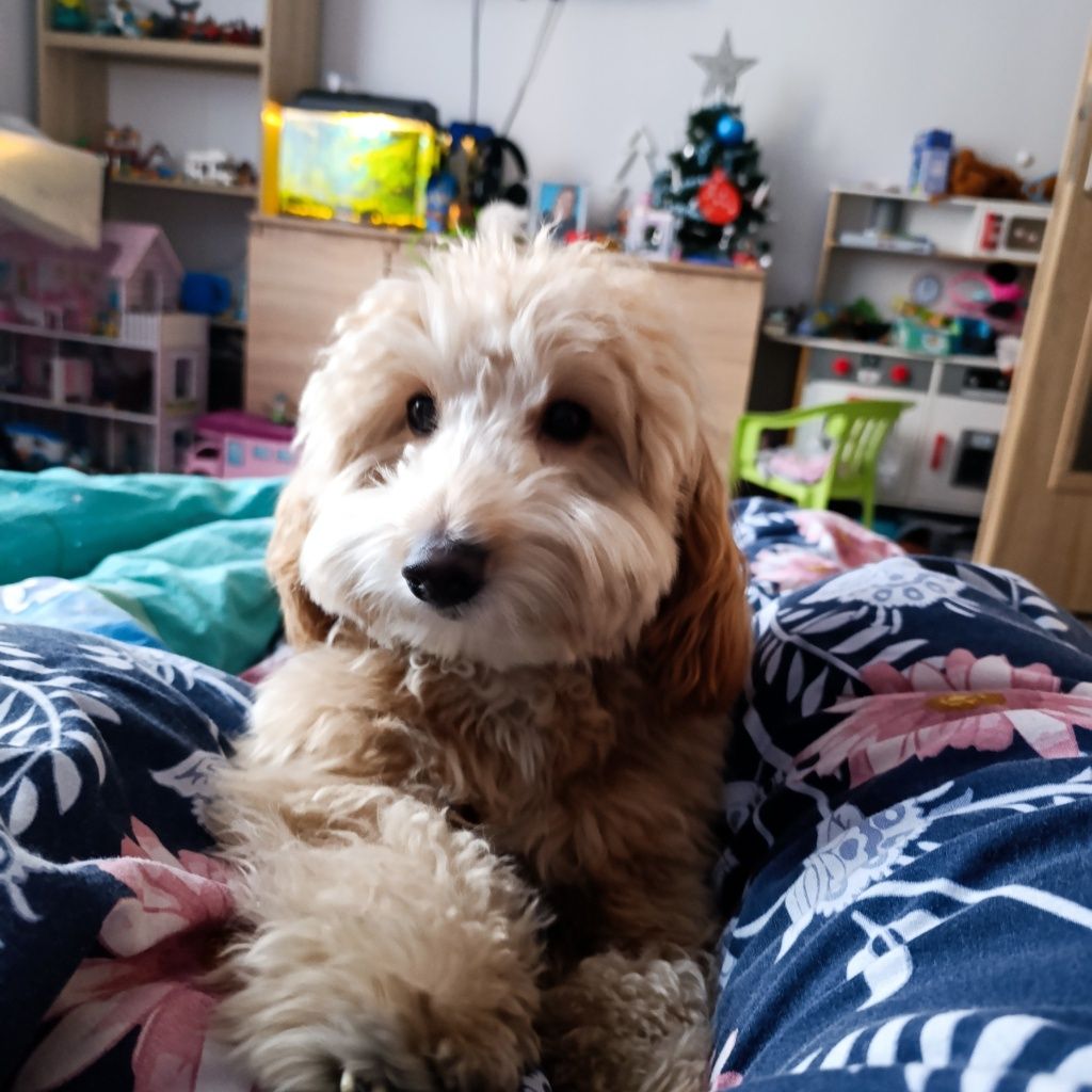 COOKIE maltipoo do adopcji