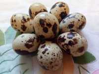 Инкубационное яйцо перепелов, перепёлки, перепелки. Перепелинные яйца