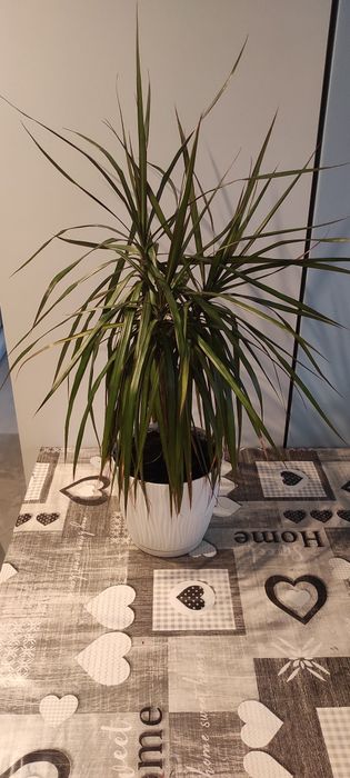 Dracena kwiat doniczkowy 100 cm wysokość