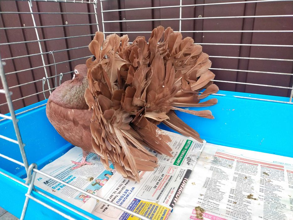 Pawik Pawiki czerwone STARY TYP 2025 r.