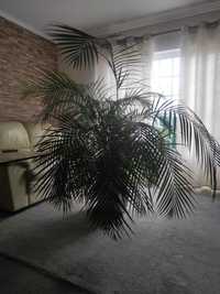 Vendo palmeira interna