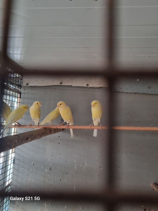 Canários Laguertes e Moisaicos