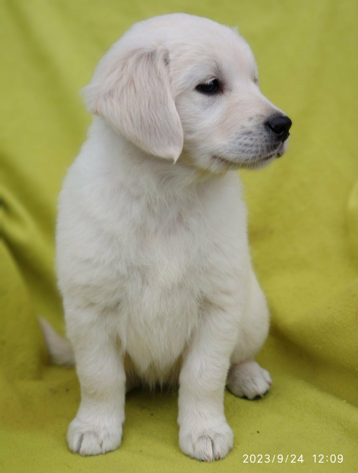 Цуценята golden retriever