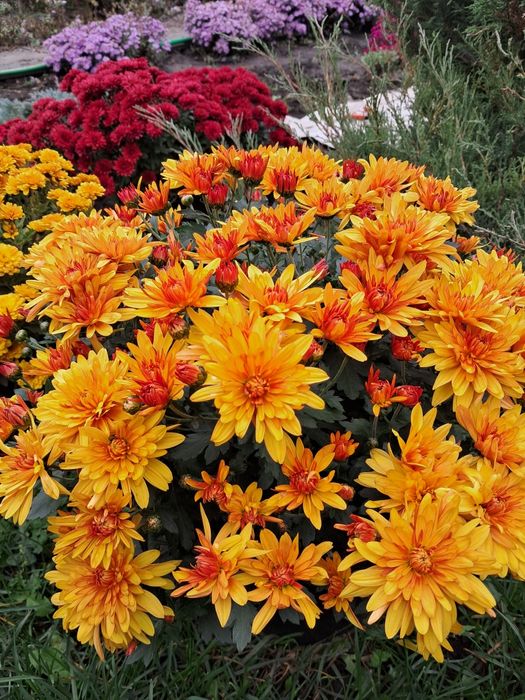 Хризантема мультифлора