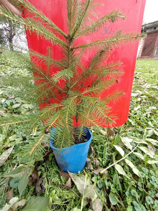 Świerk pospolity/srebrny sosna czarna