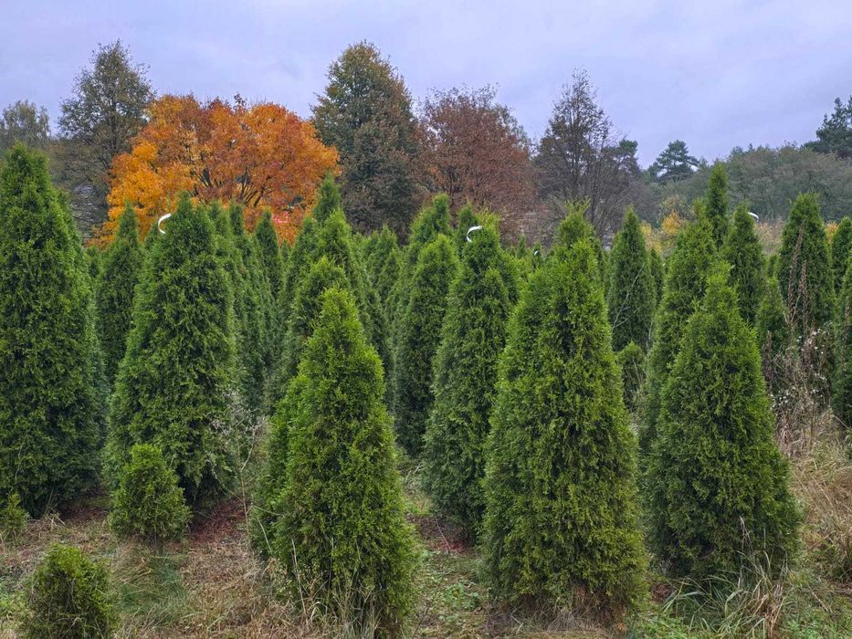 Piękna Tuja Thuja Szmaragd 120 cm Brabant 150cm Usługa sadzenia