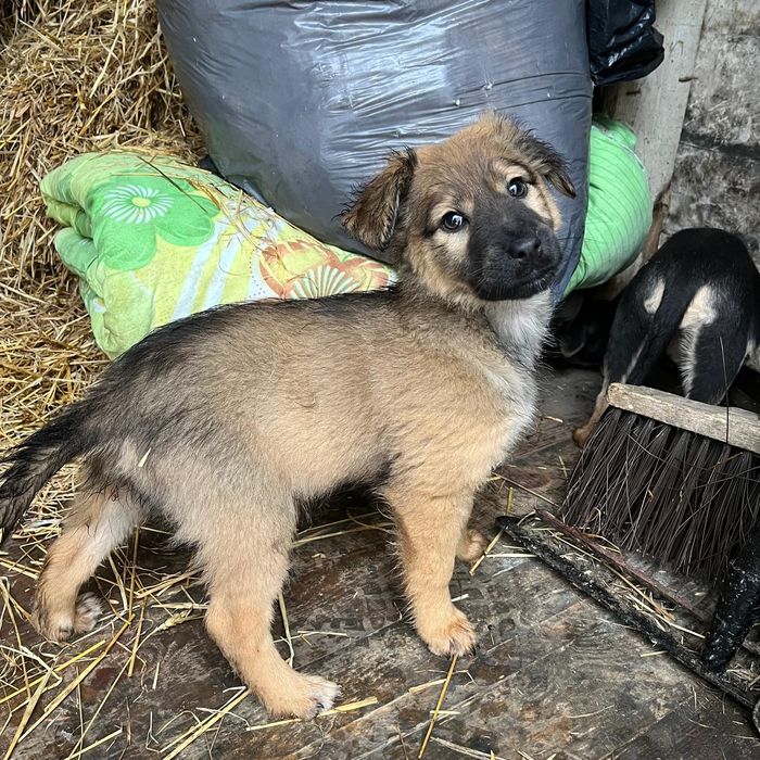 Trzy sunię, trzy marzenia