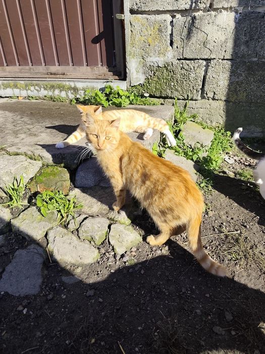 Oddam kotki w dobre ręce