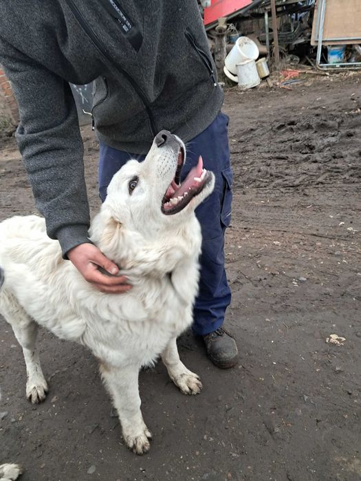 Szczeniak pies Owczarek podhalański