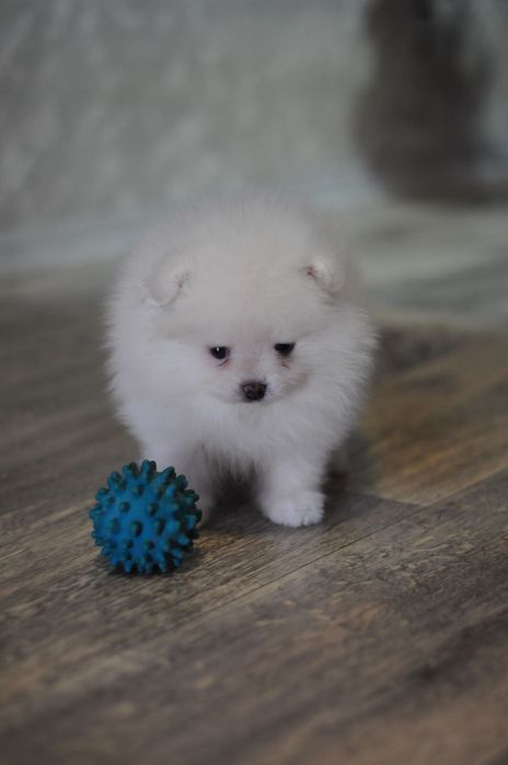 Білосніжні та крем VIP ведмеді