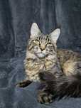 Śliczna kotka tygrysica Maine Coon "Betty"
