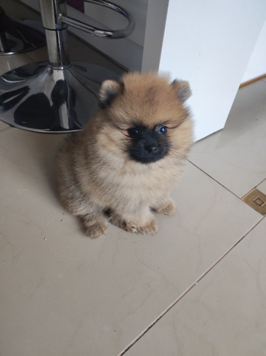 Szpic miniaturowy pomeranian piękny puchaty piesek