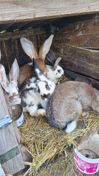 Sprzedam króliki belgijskie młode 3 miesiące