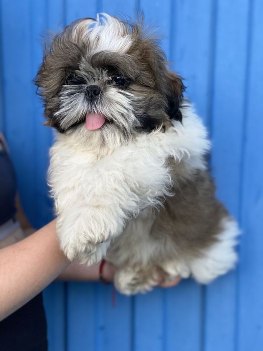 Хлопчик і дівчинка шитцу  шукає мам пап