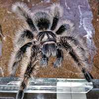 Простое экзотическое животное паук птицеед самка живёт 20 лет