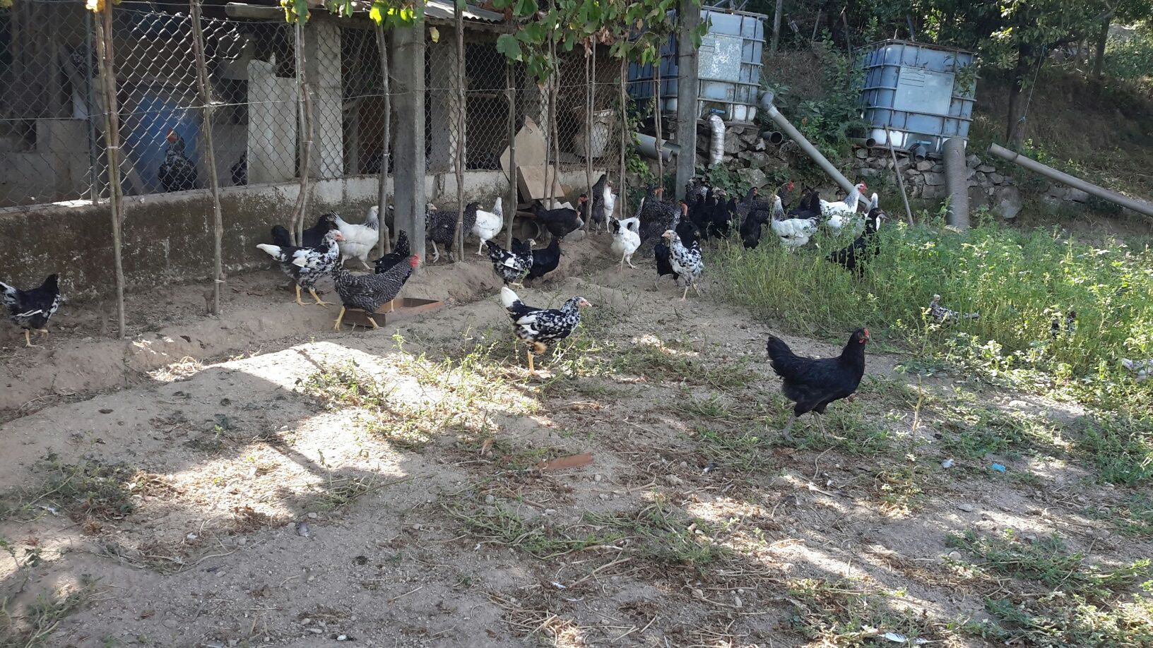 Aves/ Galinhas / Patos